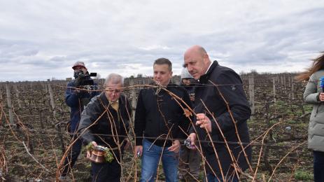 зарязване на лозя
