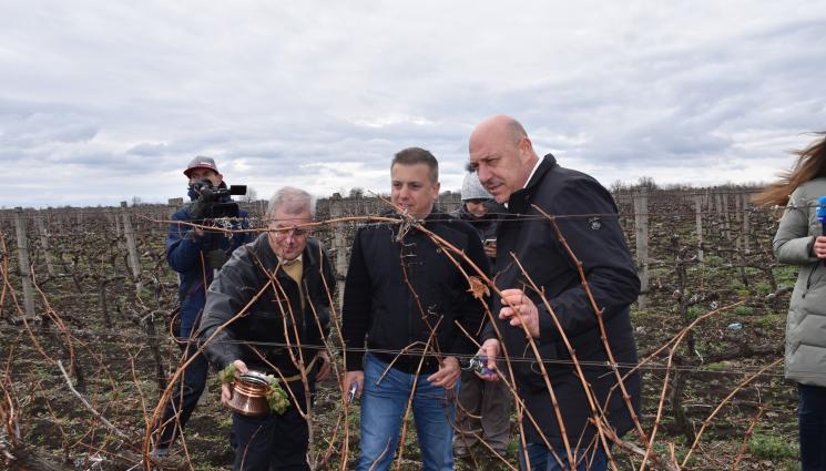 зарязване на лозя - Агро Телеграф: Триумфално се връща виното от мускат, димят и памид