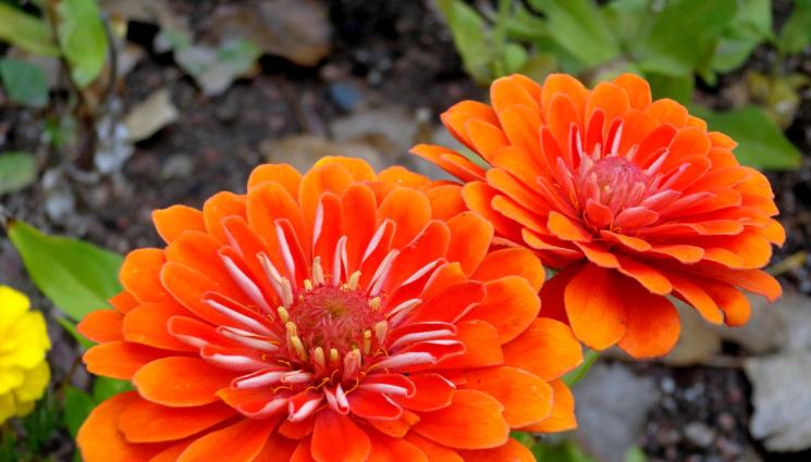 Циния - Агро Телеграф: Цинията е капан за вредни насекоми