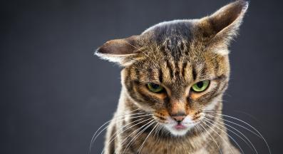 тъжна котка