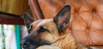 6 защитни породи кучета, подходящи за охрана на дома ви