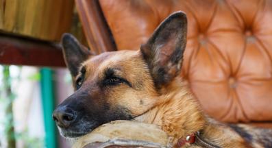 куче охрана