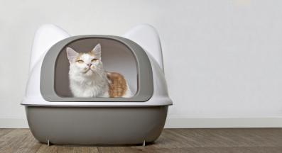 котка ходи до тоалетна