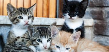 Котките изпитват ли тъга за своите братя и сестри