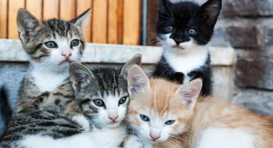 малко котенце