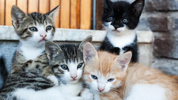 Котките изпитват ли тъга за своите братя и сестри