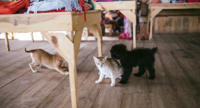 котка и куче