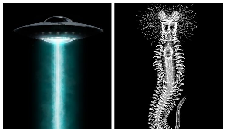 извънземен червей - МНОГО ГНУСНО: Извънземен червей падна на Земята!