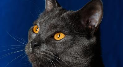 котка гледа