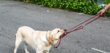 6 съвета как да спрете кучето да хапе каишката си