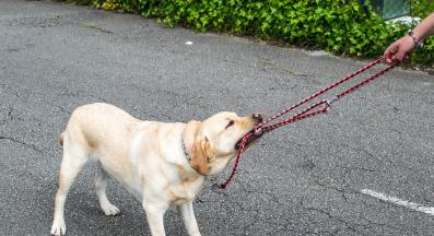 куче каишка