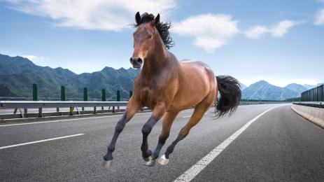 кон магистрала