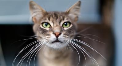 домашна котка