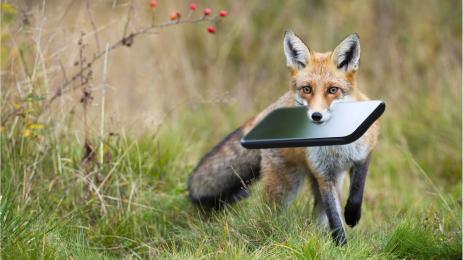 лисица телефон