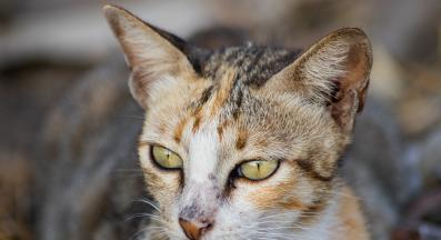 котка навън