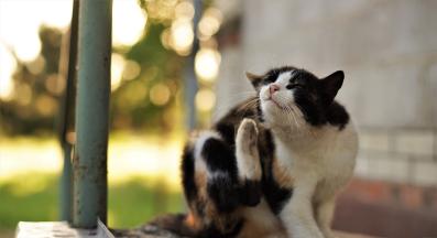 котка се чеше