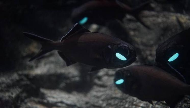 риби - УНИКАЛЕН ВИД: Светещи риби плуват в Пловдив
