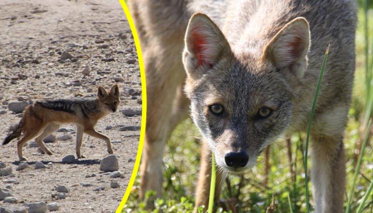 чакал - Напаст в Бургас: Чакали мародери в Морската градина! (СНИМКИ)