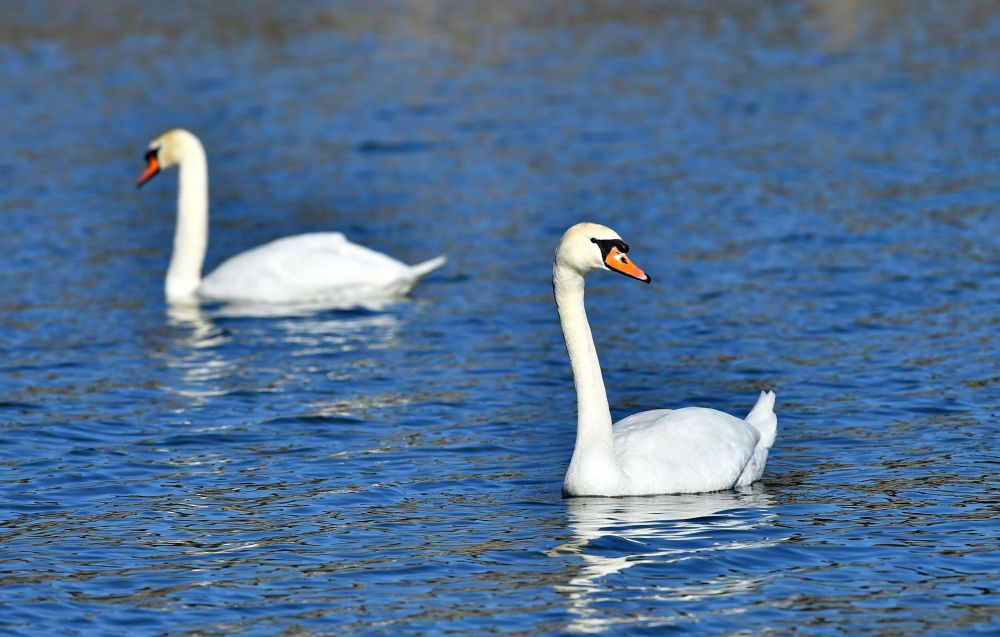 Красиви бели лебеди долетяха и се заселиха във водоем край село Божурово