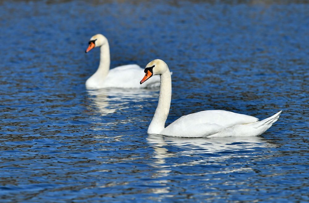 Красиви бели лебеди долетяха и се заселиха във водоем край село Божурово