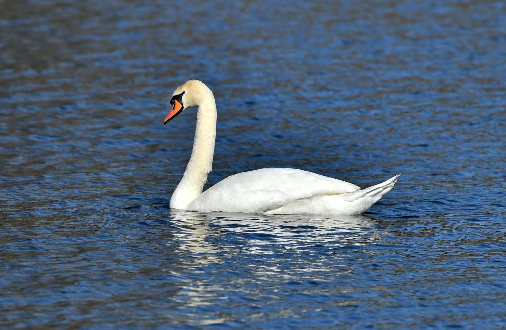 Красиви бели лебеди долетяха и се заселиха във водоем край село Божурово