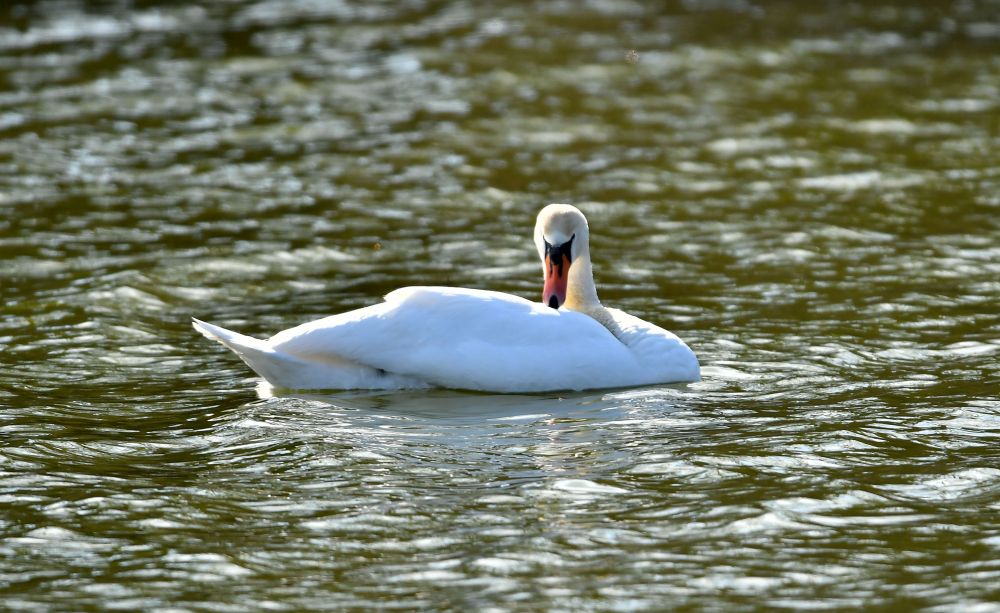 Красиви бели лебеди долетяха и се заселиха във водоем край село Божурово