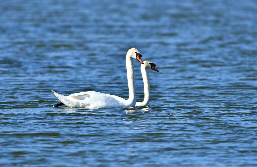 Красиви бели лебеди долетяха и се заселиха във водоем край село Божурово