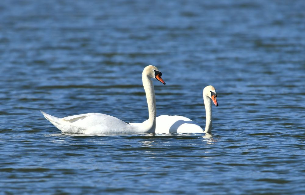 Красиви бели лебеди долетяха и се заселиха във водоем край село Божурово