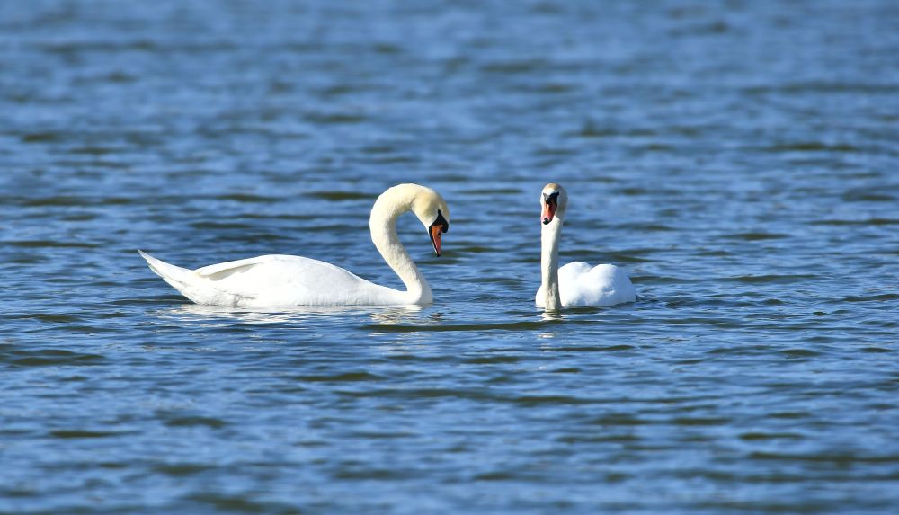 Красиви бели лебеди долетяха и се заселиха във водоем край село Божурово