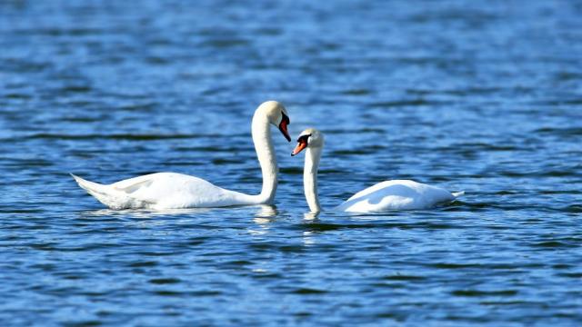 Красота, изящество и романтика: Двойка лебеди се наслаждават във водоем в Разградско (ГАЛЕРИЯ)