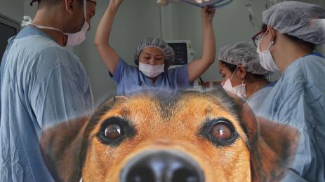 куче операция