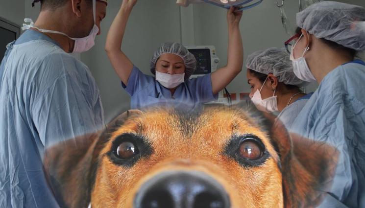 куче операция - За първи път у нас: Оперираха глаукома на куче
