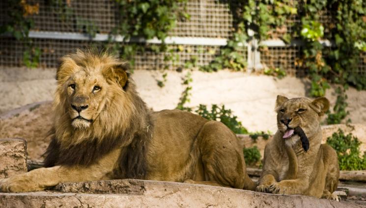 лъвове - Преименуват лъвове заради религиозна група