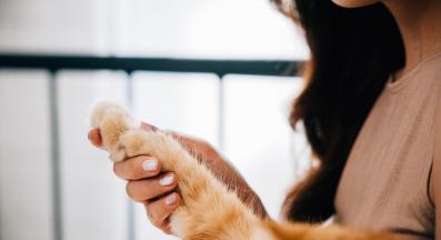 домашна котка