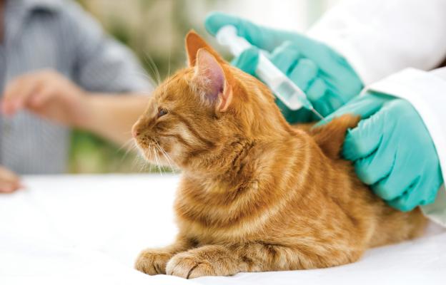 поставяне на ваксина на котката