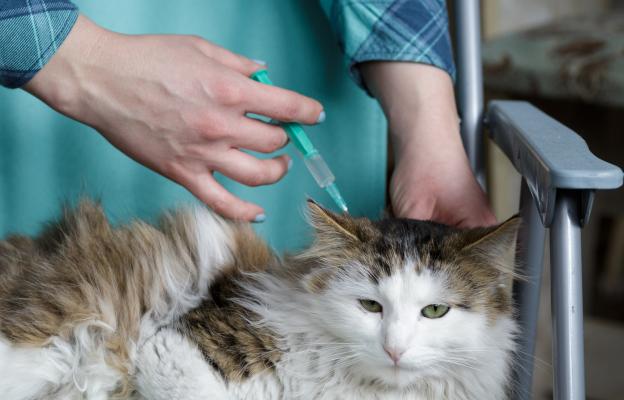 поставяне на ваксина на котката