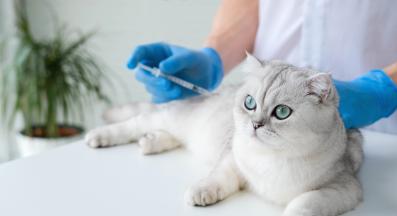 поставяне на ваксина на котката