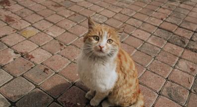 Котка навън