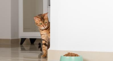 котка се храни