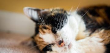 Котешкото акне заразно ли е за други котки?