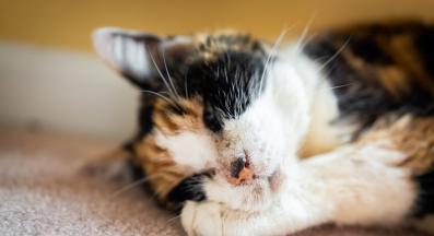 котка с акне