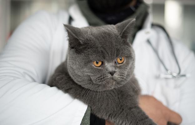 котка при ветеринар
