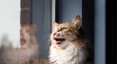 домашна котка