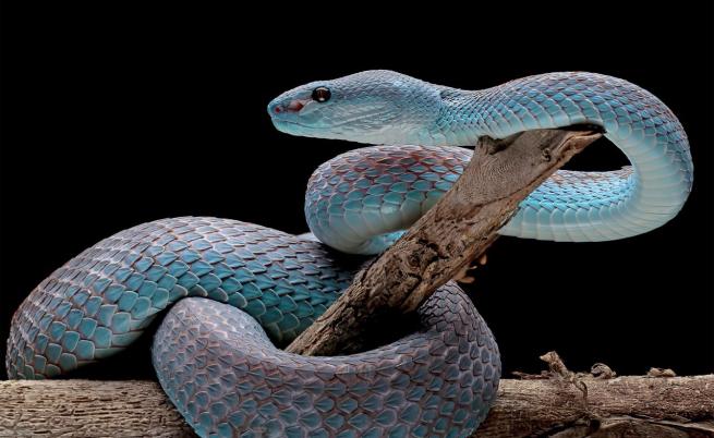 Змиите: Еволюционните експерти на планетата Земя