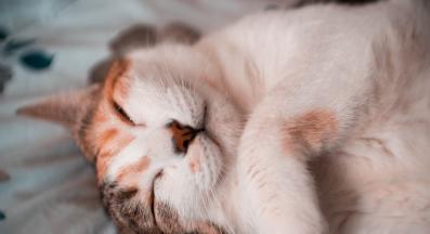 домашна котка