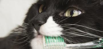 Котките губят ли зъбите си, когато са в напреднала възраст?