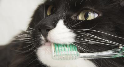 котешки зъби