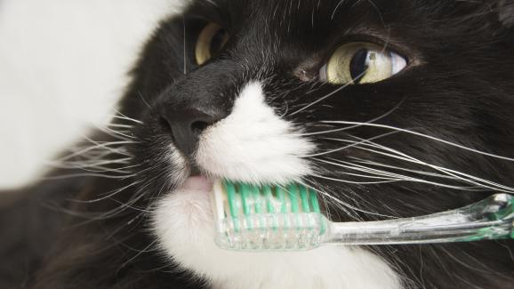 Котките губят ли зъбите си, когато са в напреднала възраст?