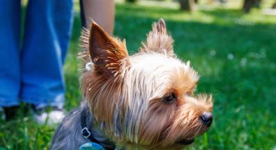 йоркширски териер