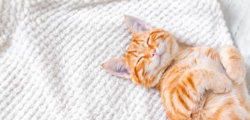 Защо котките дишат бързо, когато спят?